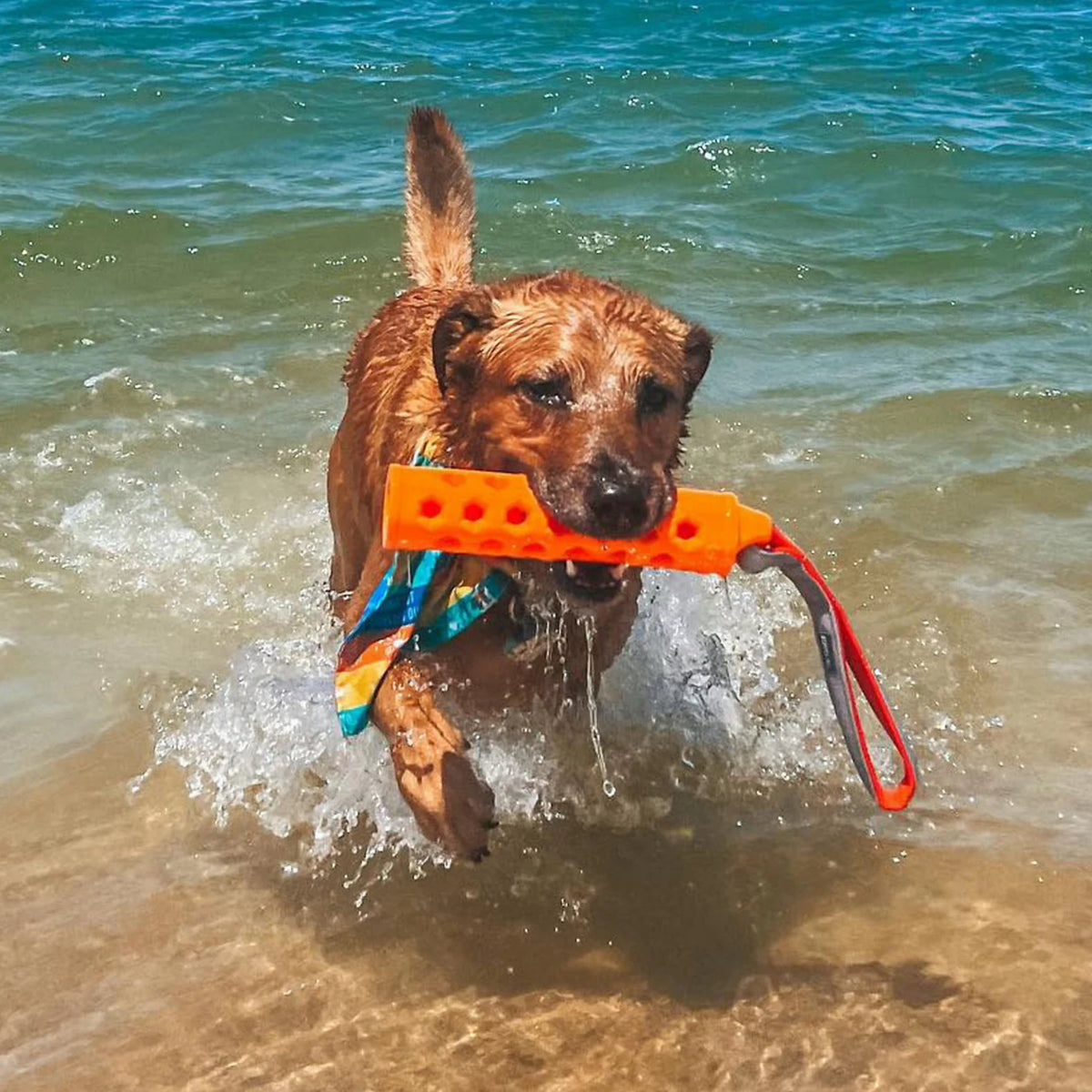 Hydro Floating Dog-Training Bumper - Orvis Best Seller