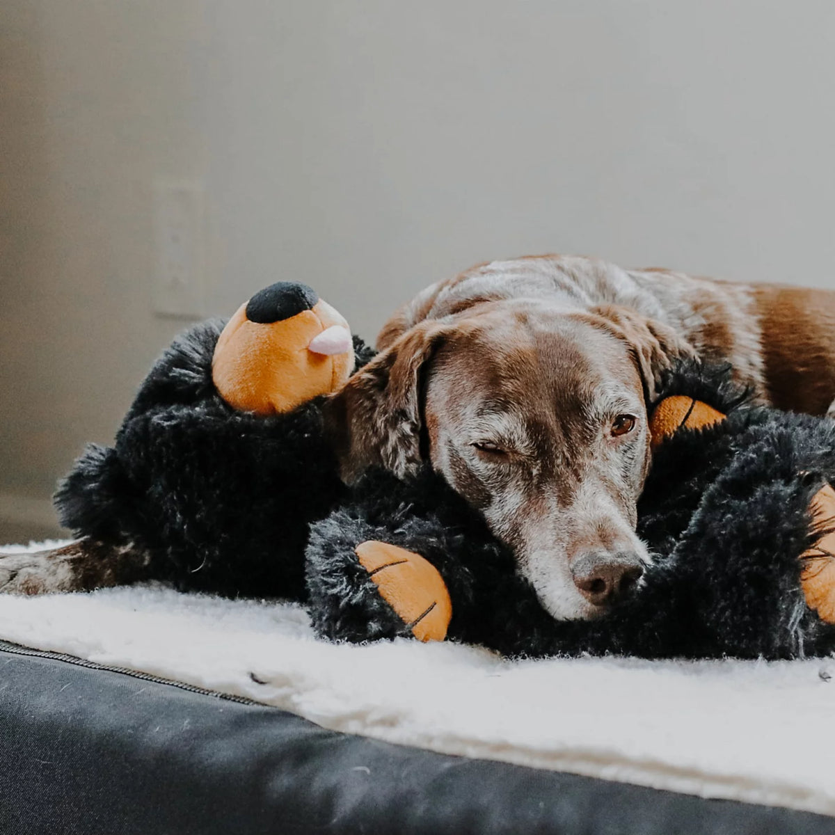 Black Bear Rope Dog Toy - Orvis Deals