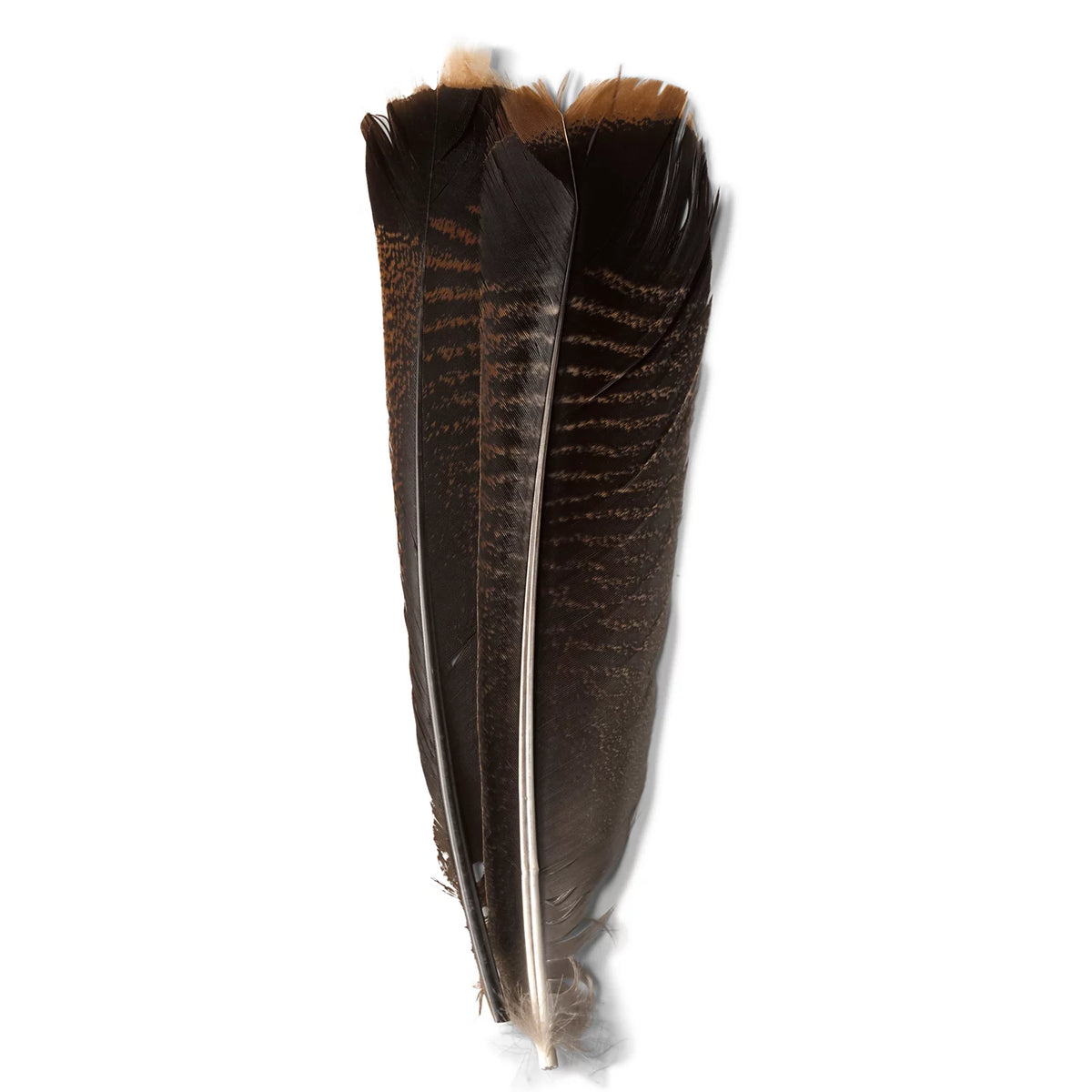 Mottled Turkey Feathers - Orvis Popular