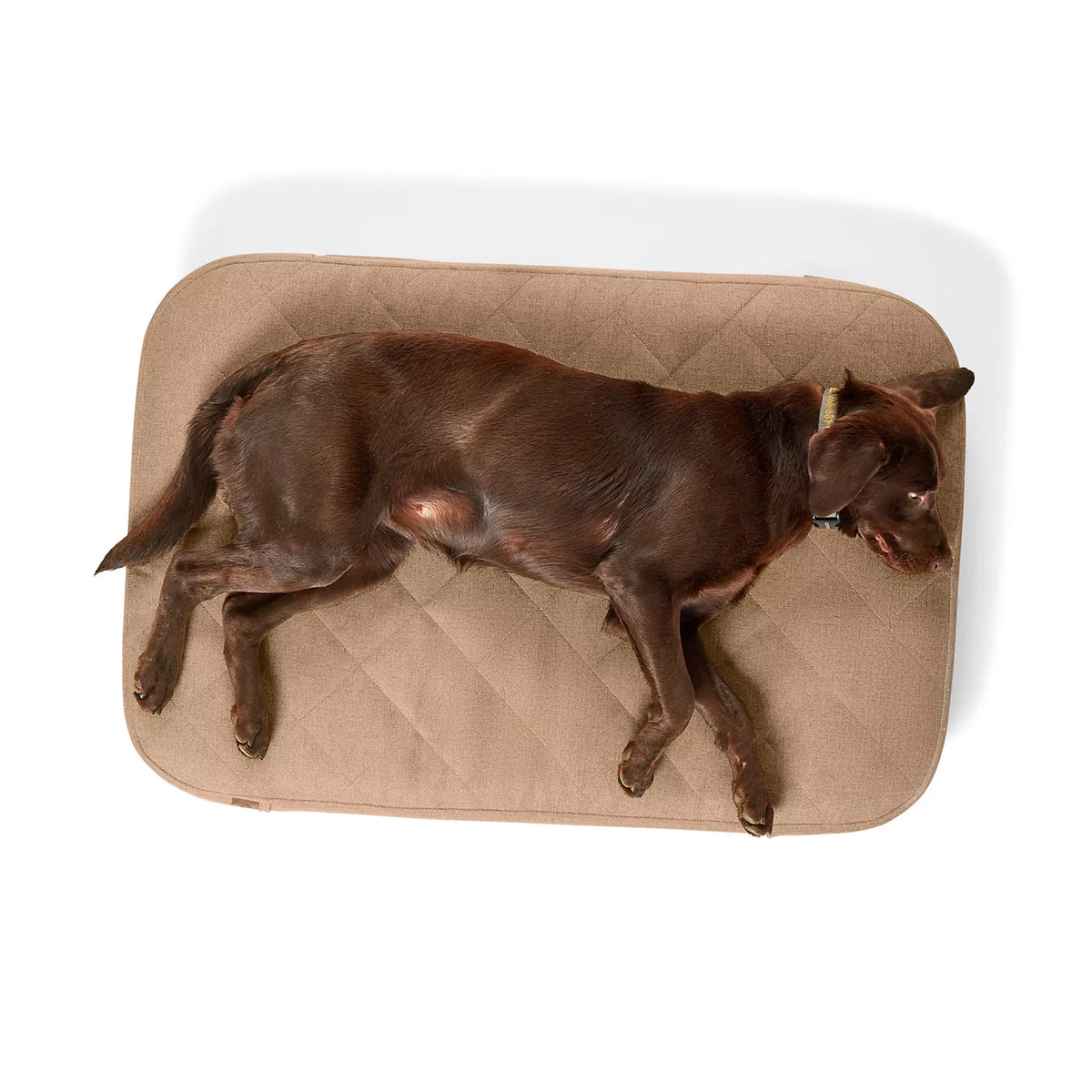 Orvis RecoveryZone® ToughChew® Lounger Dog Bed - Orvis Great Value