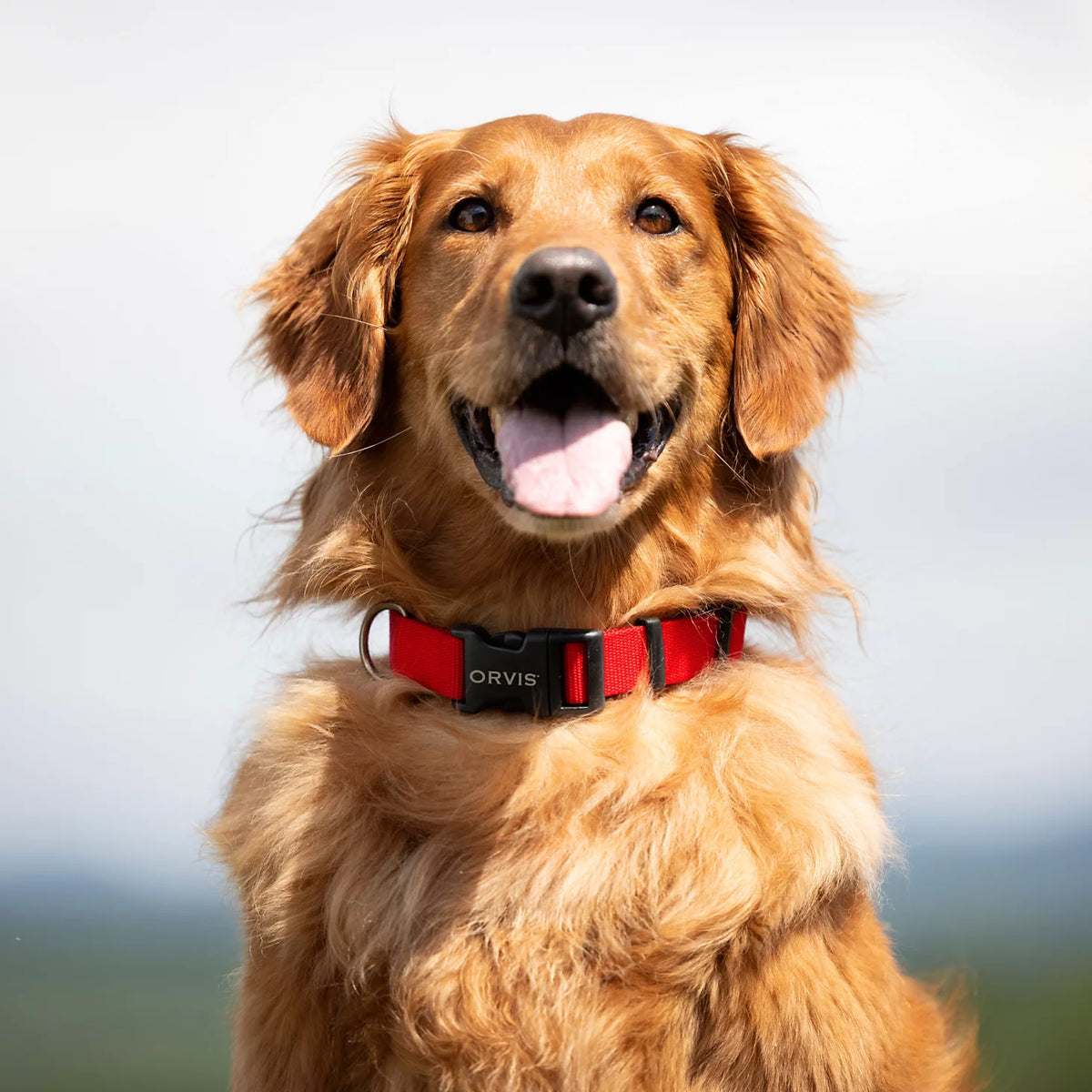 Personalized Side-Release Buckle Collar - Orvis Everyday