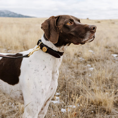 Shotshell Dog Collar - Orvis Best Price