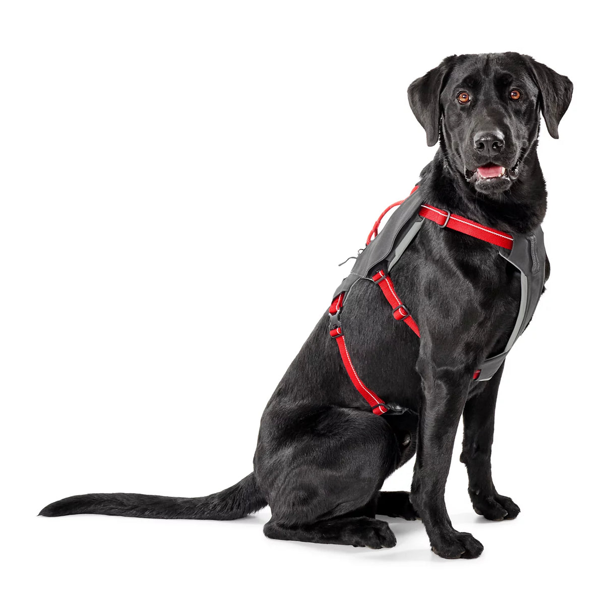 Tough Trail® Six-Point Dog Harness - Orvis Featured