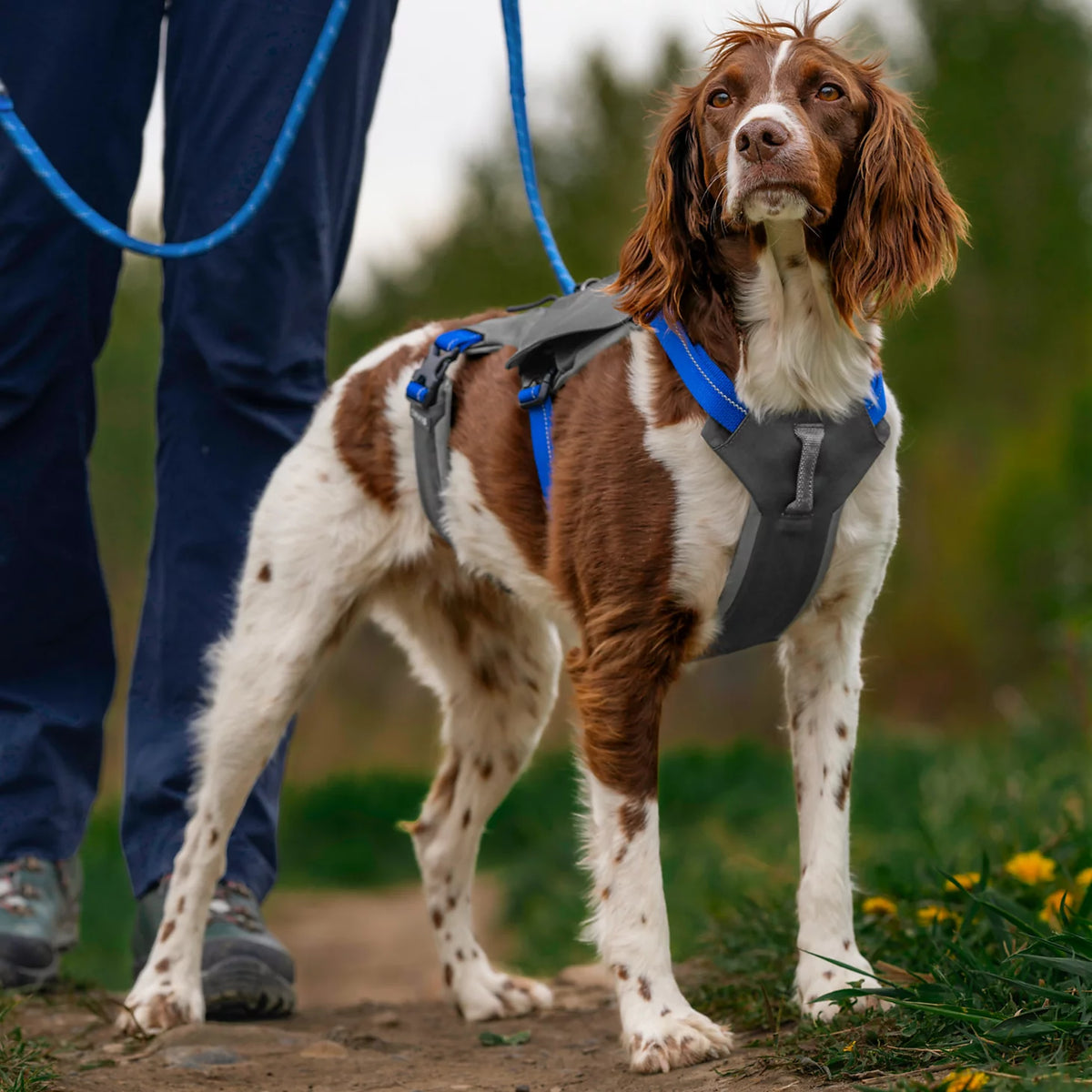 Tough Trail® Six-Point Dog Harness - Orvis Featured