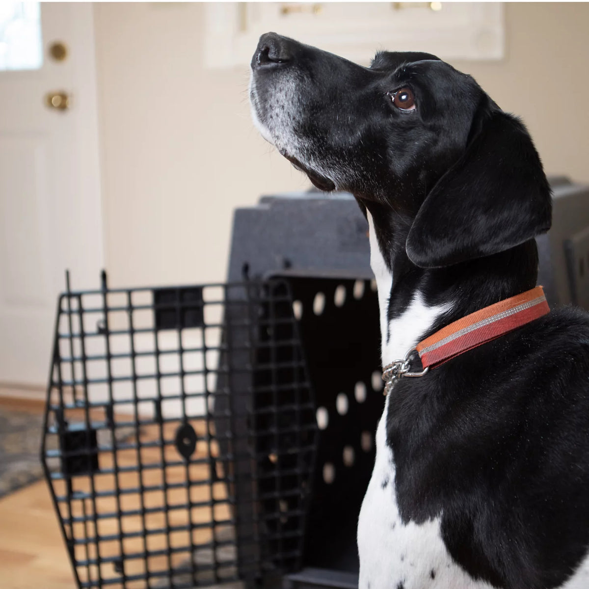 Ruff Land™ Performance Dog Kennel - Orvis Value