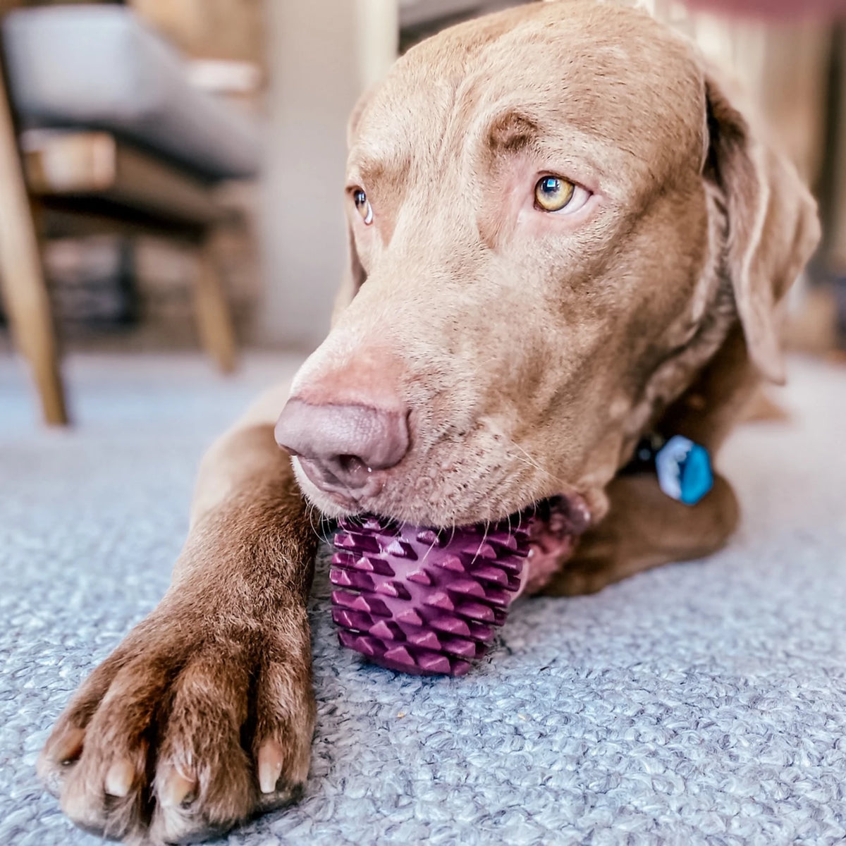 Pinecone Reward Dog Toy - Orvis Featured