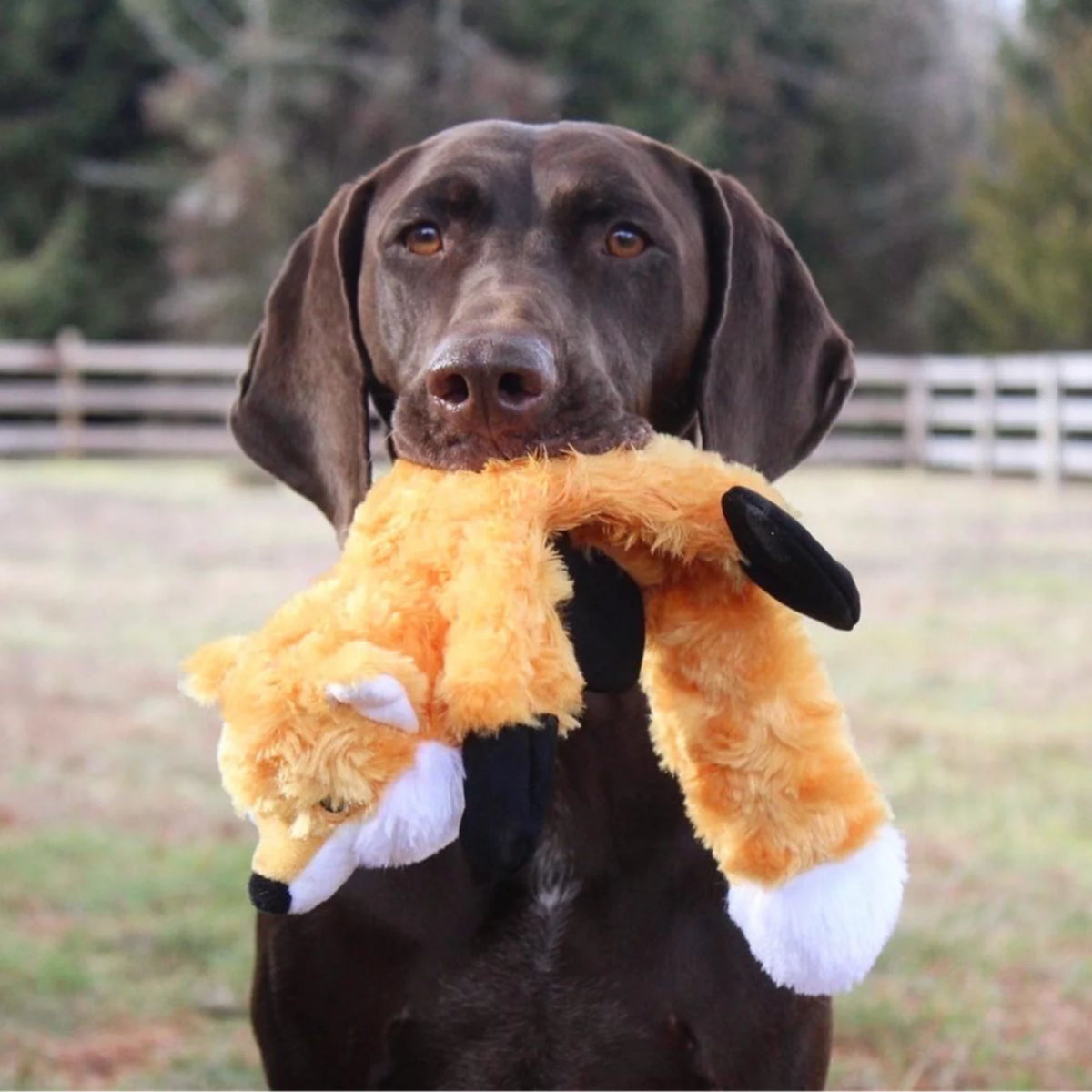 Stuffless Fox Dog Toy - Orvis Value