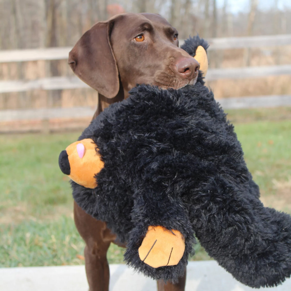 Black Bear Rope Dog Toy - Orvis Deals